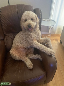 Goldendoodle Stud Listing Image