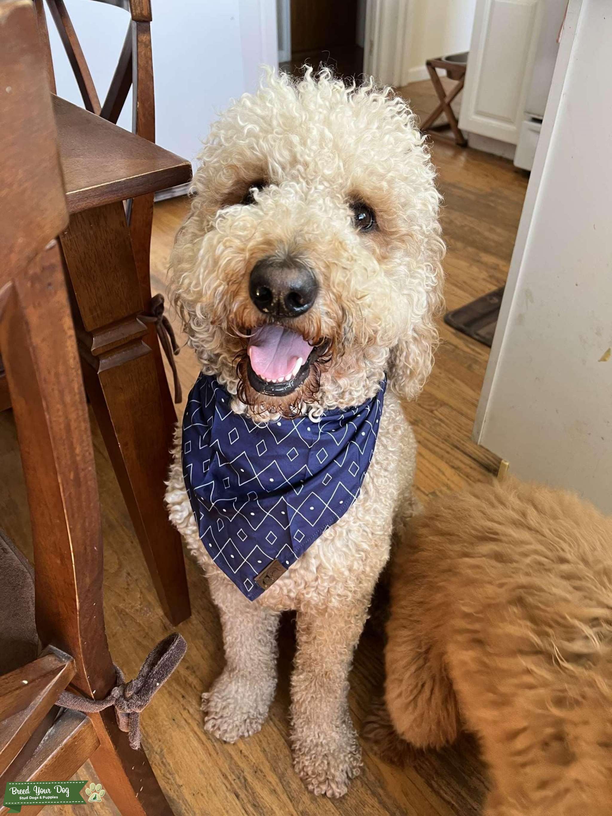 Goldendoodle Stud Stud Dog in California , the United States Breed