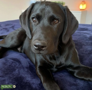 British Labrador  Listing Image
