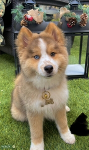Levi the pomsky  Listing Image