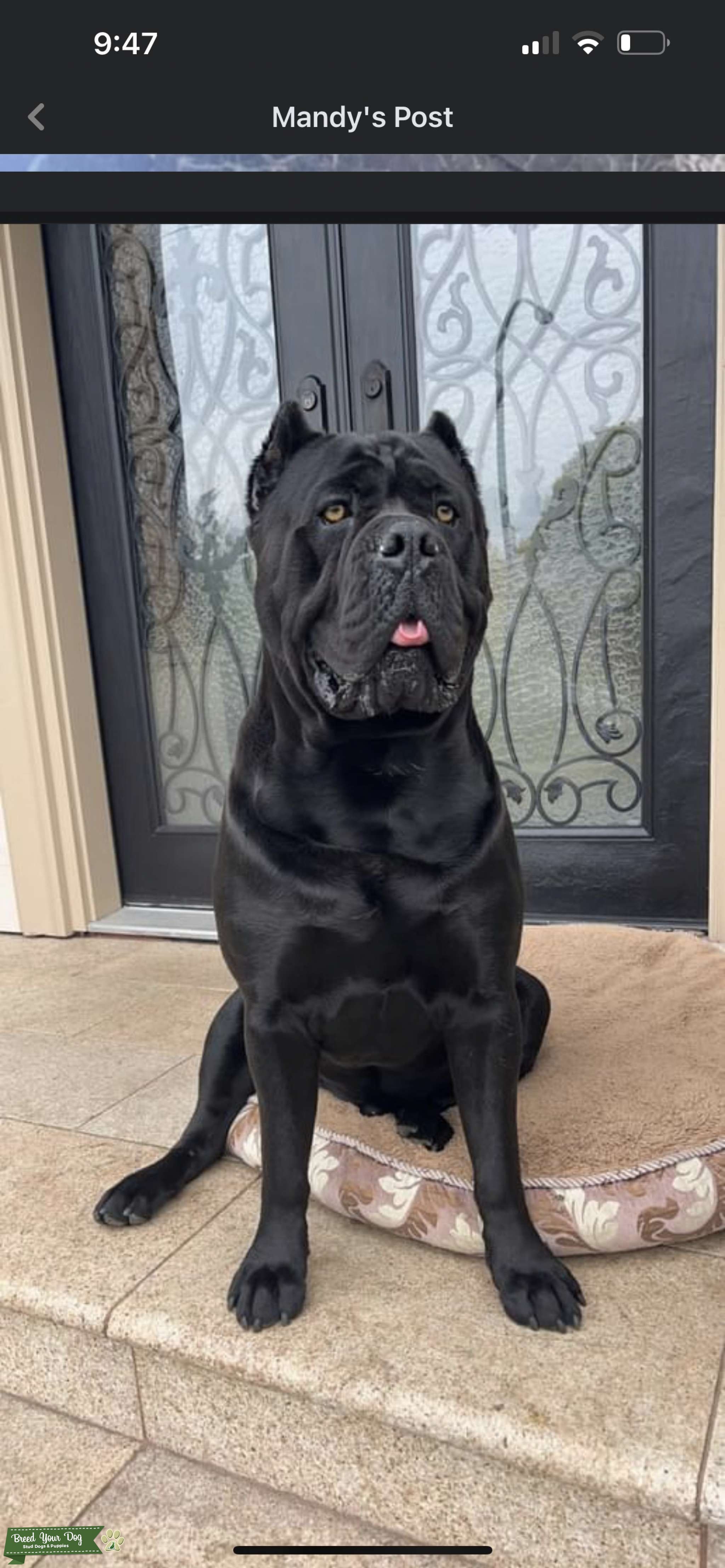 Cane corso stud service Stud Dog Vancouver Breed Your Dog