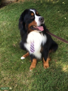 Beautiful Bernese Mountain Dog Listing Image