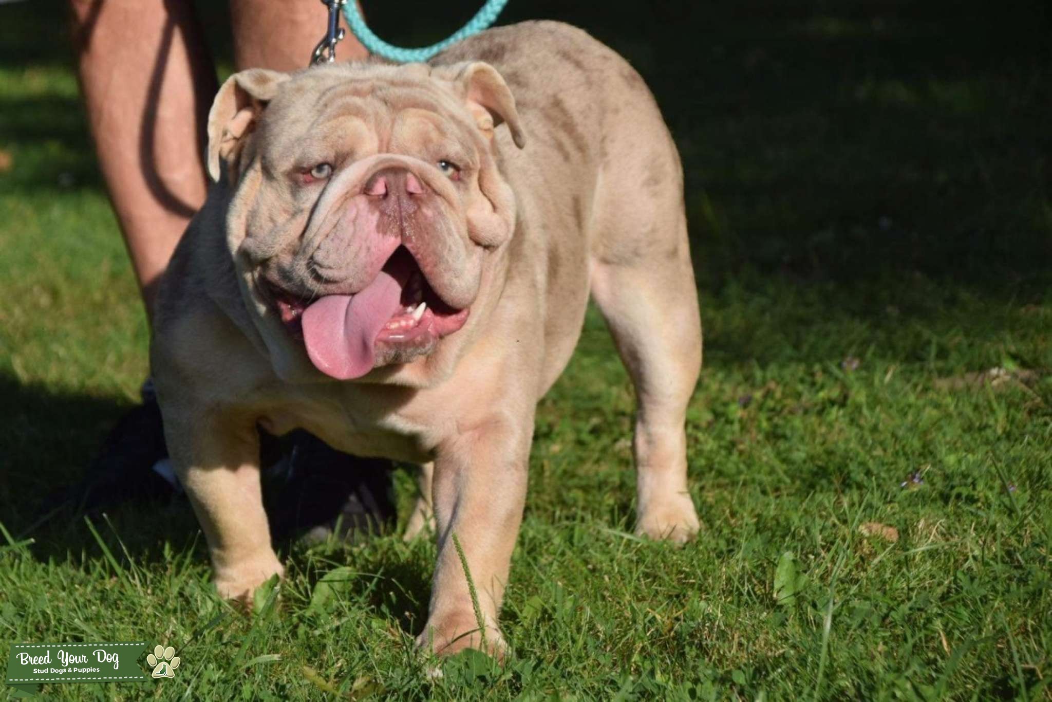 Skydrives Yoshi lilac tri merle old english bulldog Stud Dog columbus oh Breed Your Dog