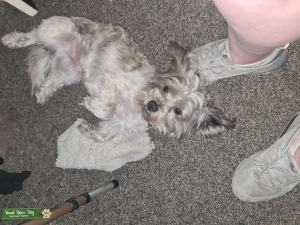 Gorgeous stud dog looking for a mate  Listing Image