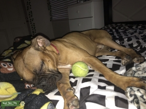 Brown Boxer Listing Image