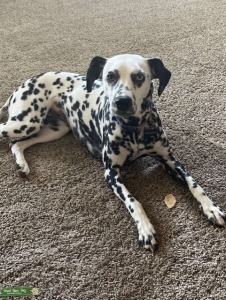 Gorgeous Dalmatian bitch Listing Image