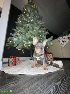 Blue & Tan French Bulldog Listing Image