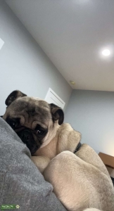 Fawn Pug  Listing Image