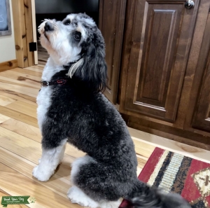 F1B Bernedoodle  Listing Image