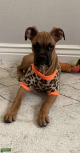 Reddish-tan & flashy black face  boxer Listing Image