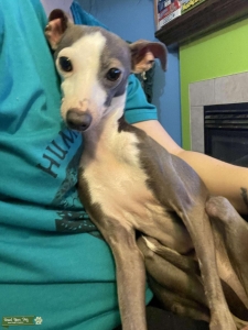 Pure breed Italian Greyhound Listing Image