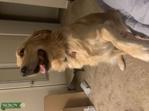 Golden Retriever- Golden color Listing Image