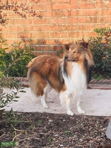 6th Gen KC Shetland Sheepdog Stud Listing Image