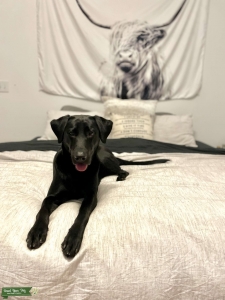 65 lb stud  Listing Image