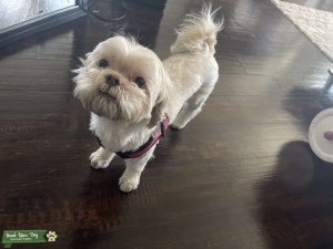Looking for another shih tzu Listing Image