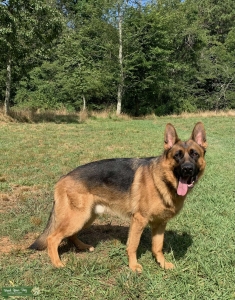 ADULT MALE GERMAN SHEPHERD Listing Image