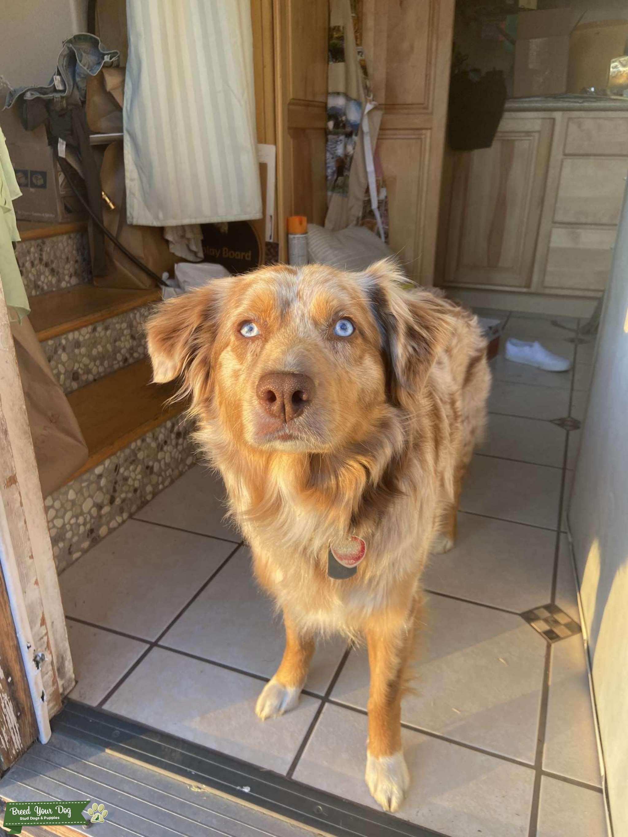 Red Merle Aussie Stud Dog in Alaska, the United States Breed Your Dog