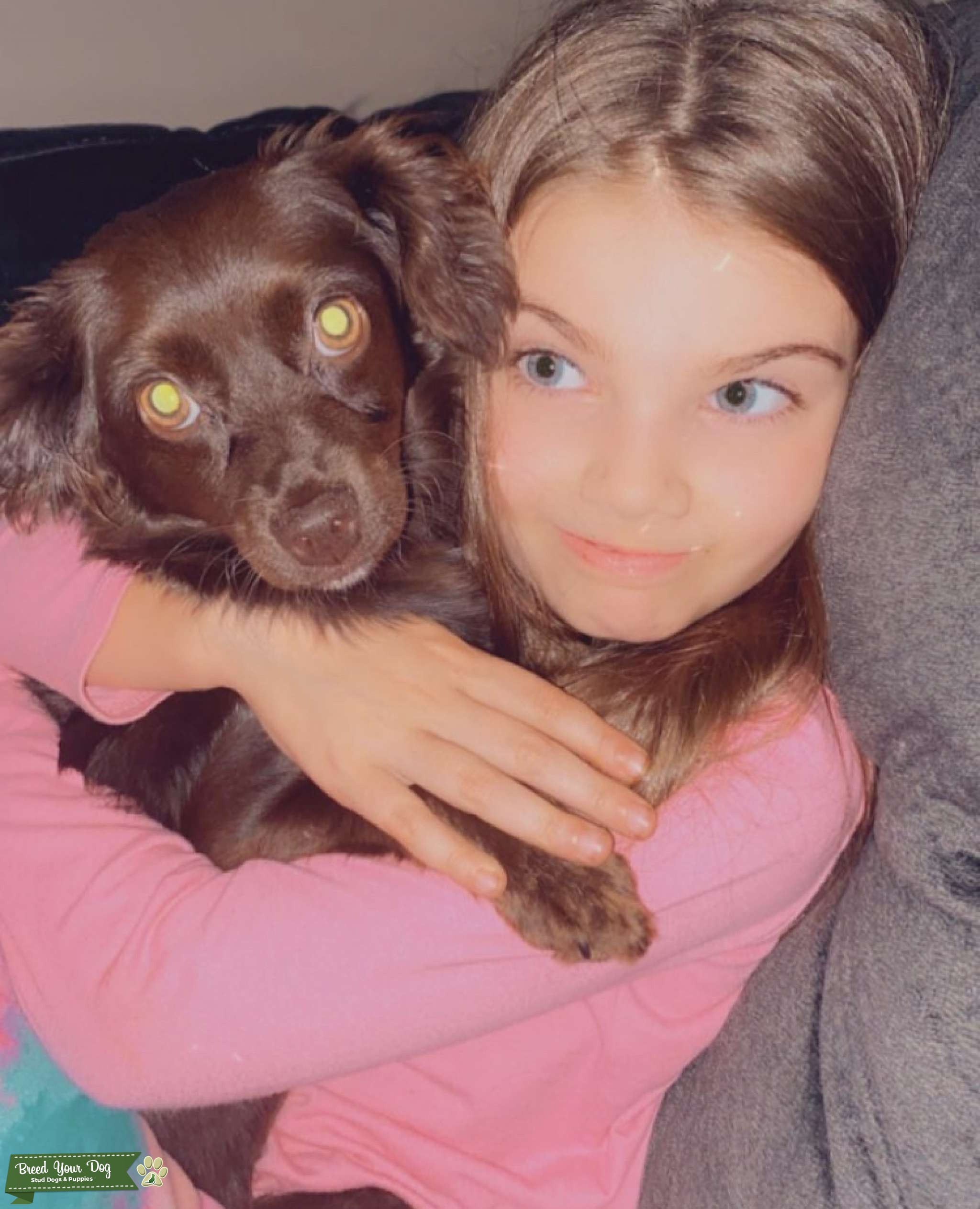 Chihuahua/Spaniel Mix Stud Dog Rhode Island Breed Your Dog