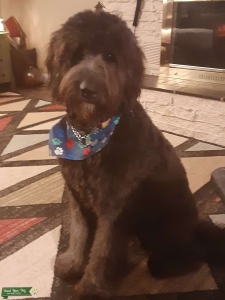 Looking for Doodle girl Listing Image