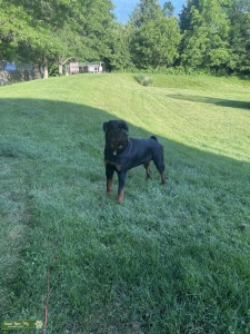 Purebreed Rottweiler Listing Image