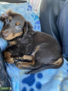 Chocolate and Tan Mini Dachshund  Listing Image