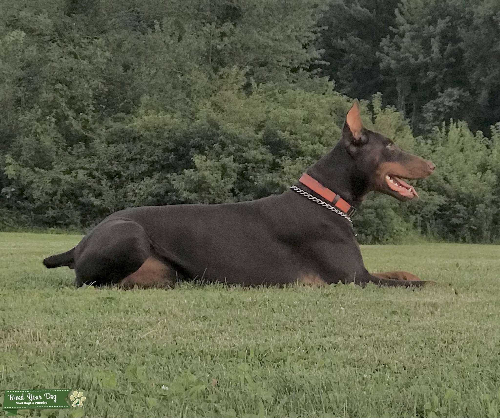 Doberman STUD Stud Dog Indiana, Ohio, Kentucky and Illinois Breed