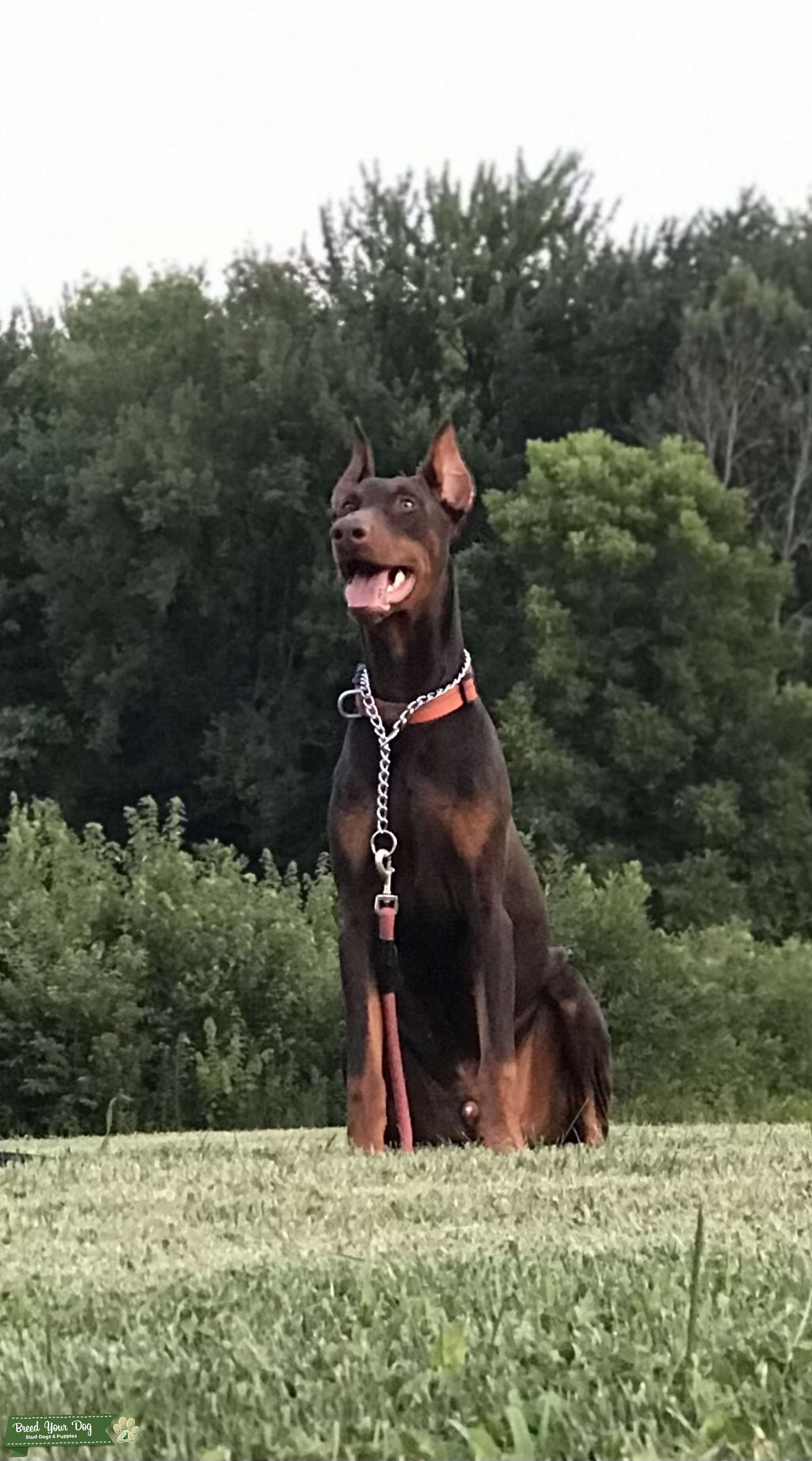 Doberman STUD Stud Dog Indiana, Ohio, Kentucky and Illinois Breed