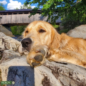 Light Golden Retriever Listing Image