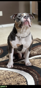 Sumo The American Bully Stud  Listing Image