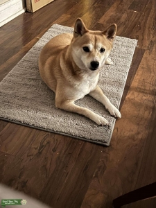 Shiba Inu Listing Image