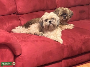 Male Shih Tzu stud needed to breed with my female Listing Image