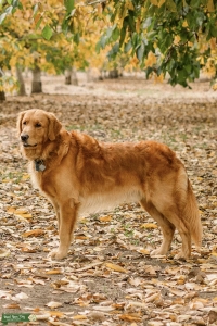 Golden Retriever Stud  Listing Image