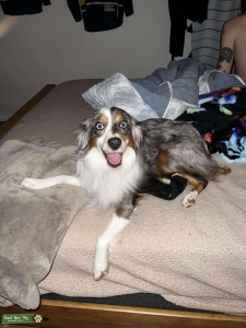 Miniature Australian shepherd Blue merle Listing Image