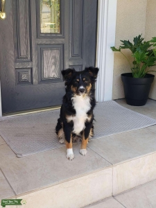 Australian Sheppard Toy Listing Image