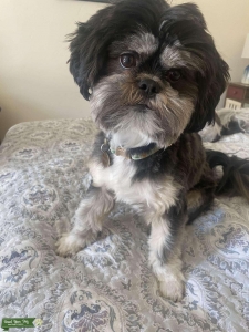 Shih Tzu stud with dobie markings and white star on his head Listing Image