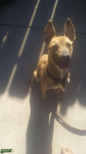 Pitbull terrier mix Listing Image