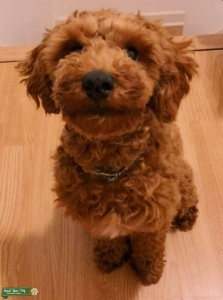 Miniature Poodle- Copper- (Red) $850 Listing Image