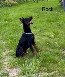 Imported Dobermann Listing Image