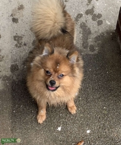Pomeranian  Listing Image