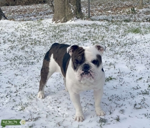 AKC Black Merle English Bulldog Stud w/ Pedigree and Color Panel Test Listing Image