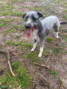 Bedlington Whippet Stud Listing Image