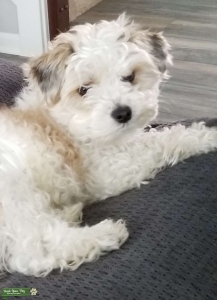Morkie Stud Available! F 1 a Listing Image