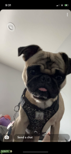 Pug stud pick of litter Listing Image