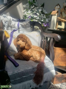 Looking for mini goldendoodle  Listing Image