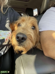 Goldendoodle Stud  Listing Image