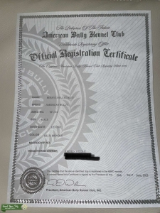 American Bully Listing Image