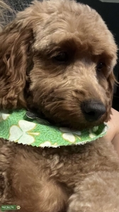 Red Mini Goldendoodle  Listing Image