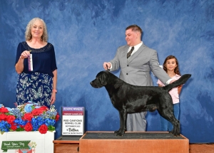 IntCH Service dog Labrador available for stud  Listing Image