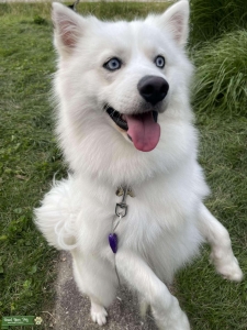 Gorgeous White Pomsky Stud Listing Image