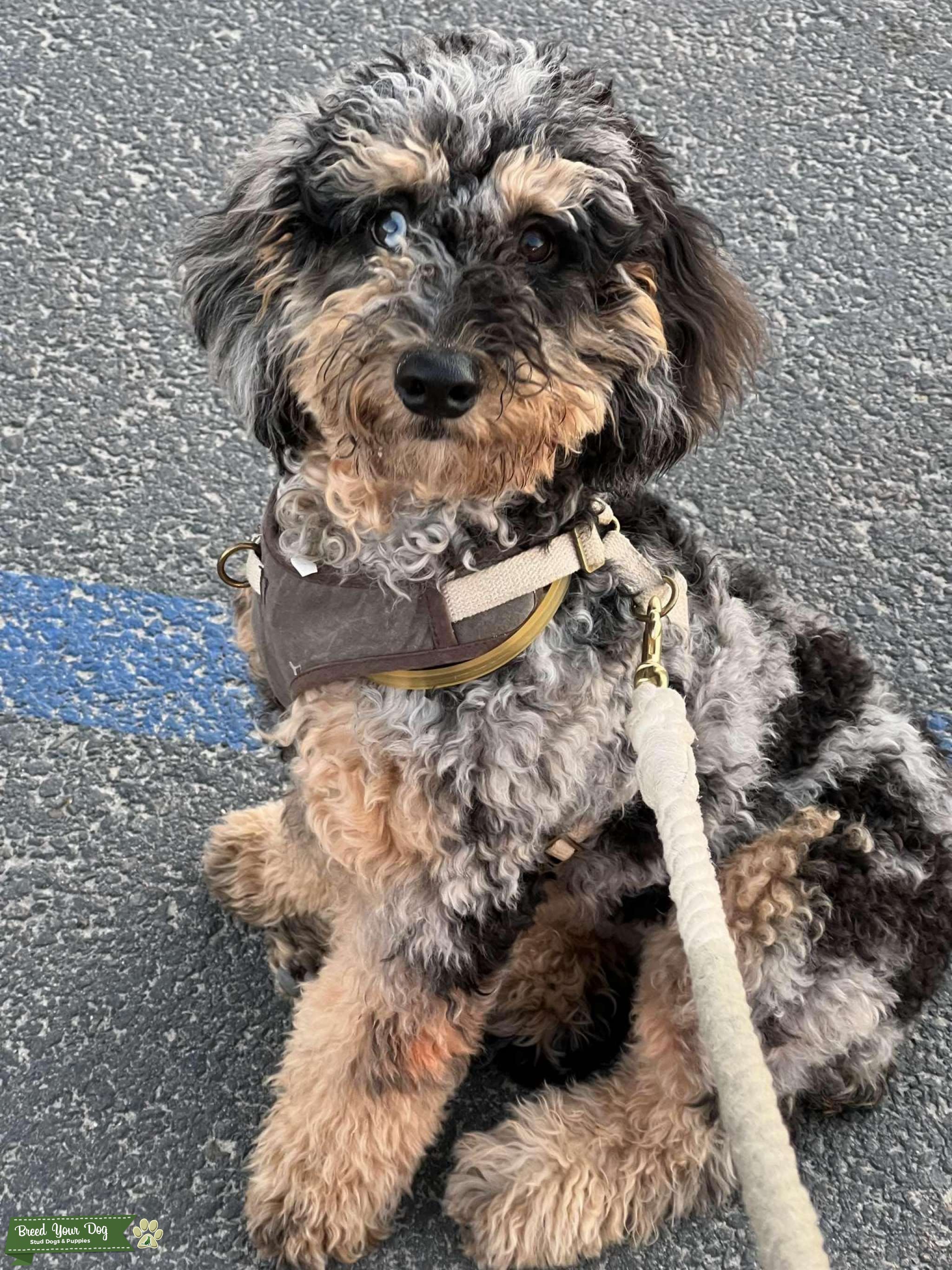 AKC Phantom Blue Merle Stud Dog in Long beach, the United States